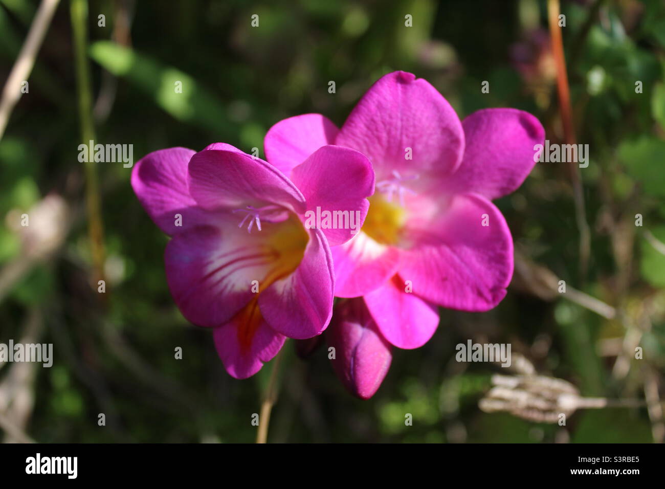 Pink flowers in a garden. The photo was taken in a garden in Crosby in Liverpool, Merseyside. The photo was taken in May 2023. - Smartphone Captured Stock Image