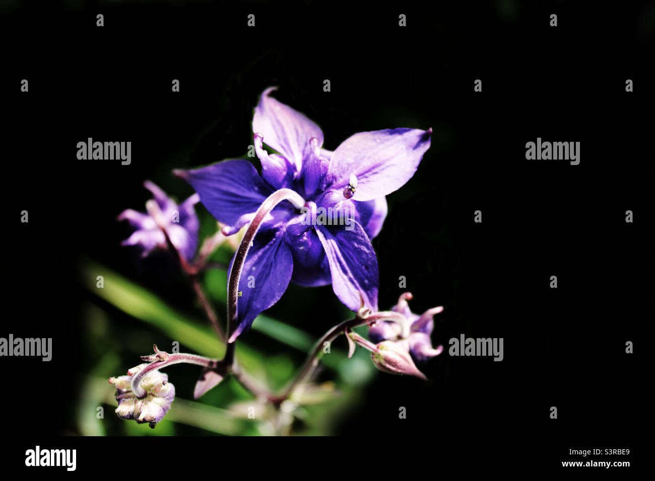 Bluebell flower isolated against a black background. The photo was taken in a garden located in Crosby in Liverpool, Merseyside. Photo was taken in May 2022. - Smartphone Captured Stock Image