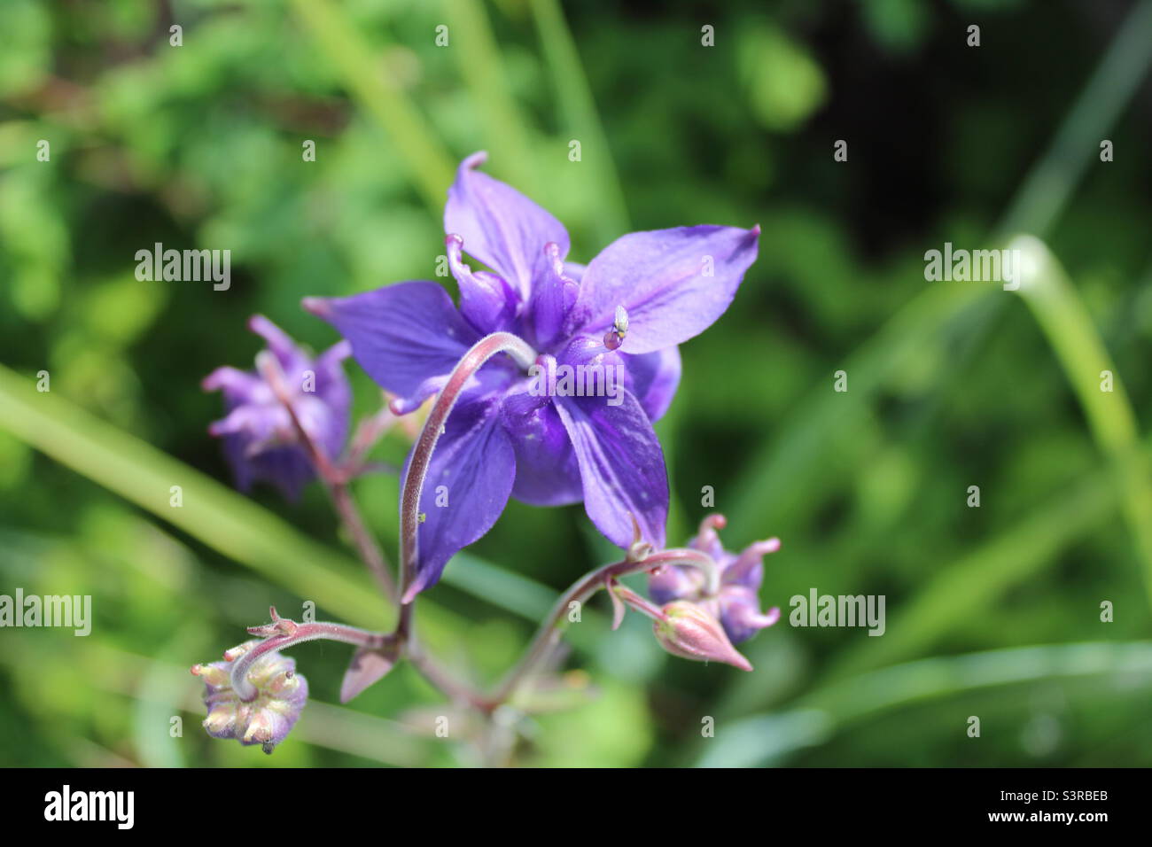 Bluebell flower in a garden. The garden is located in Crosby in Liverpool, Merseyside. The photo was taken in May 2022. - Smartphone Captured Stock Image
