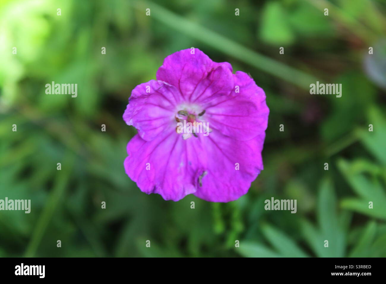 Closeup of a pink flower in a garden. The garden is located in Crosby in Liverpool, Merseyside. The photo was taken in May 2022. - Smartphone Captured Stock Image
