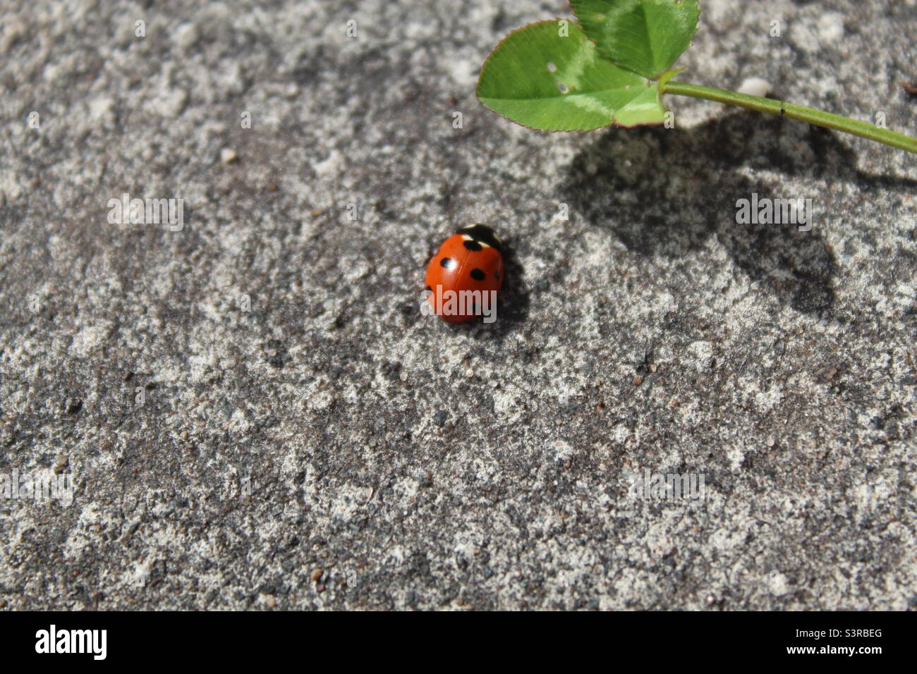 A Ladybird walking towards a leaf in a garden. The shadow of the leaf can be seen on the pavement. Photograph taken in Liverpool, Merseyside in May 2022. - Smartphone Captured Stock Image