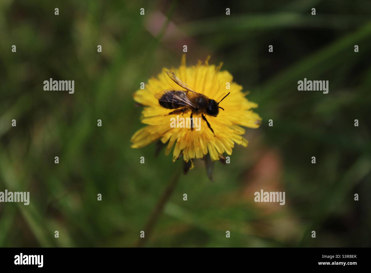 A Closeup of a wasp that has landed on a dandelion flower. This photo was taken at a meadow in Liverpool, Merseyside. Photo was taken in May 2022. - Smartphone Captured Stock Image