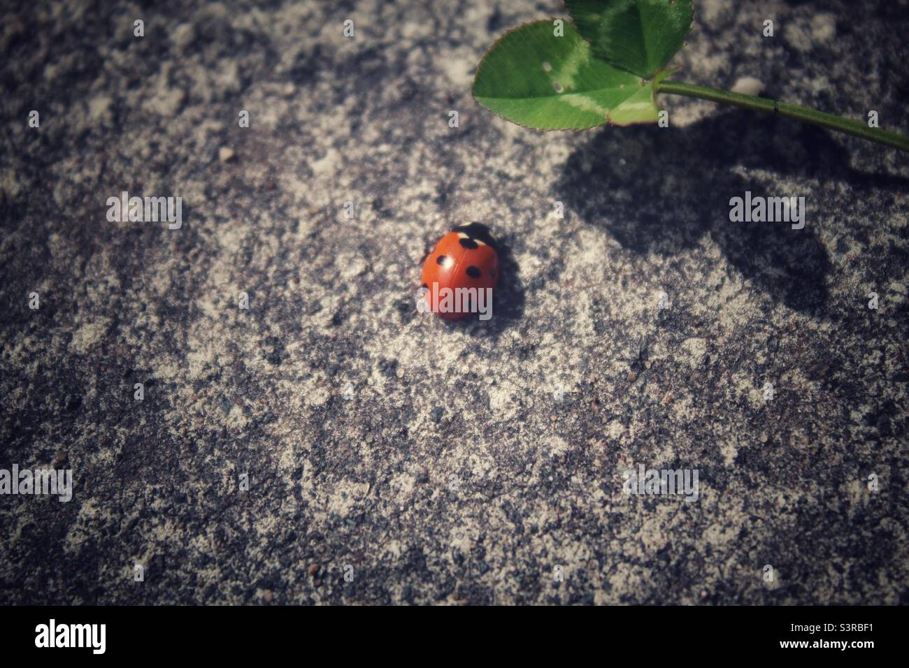 A Ladybird walking towards a leaf in a garden. The shadow of the leaf can be seen on the pavement. Photograph taken in Liverpool, Merseyside in May 2022. - Smartphone Captured Stock Image