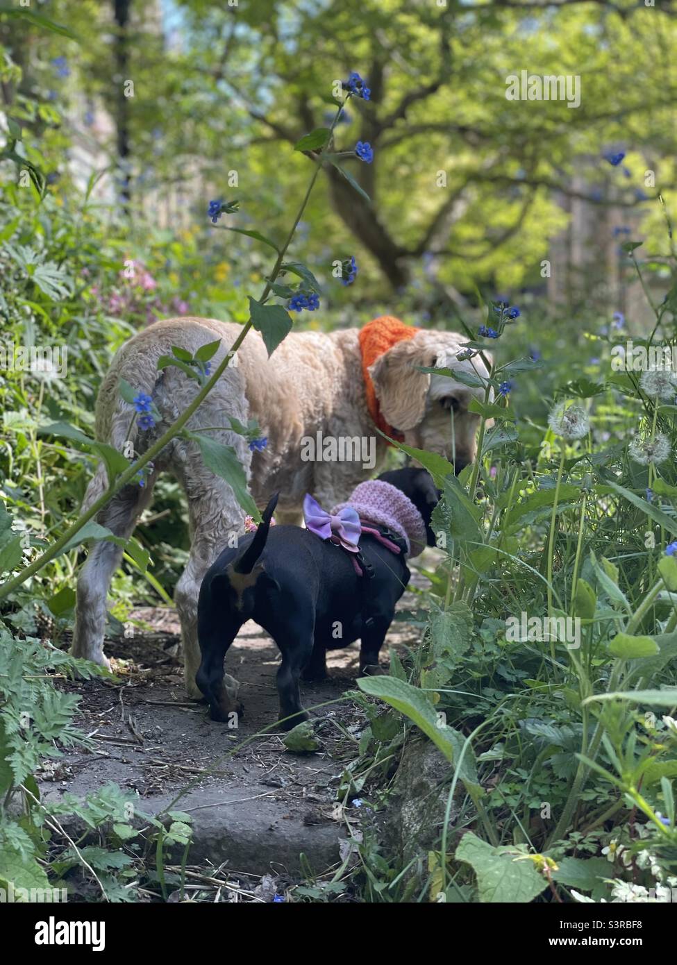 Smelling the flowers, Dogs, springtime Stock Photo