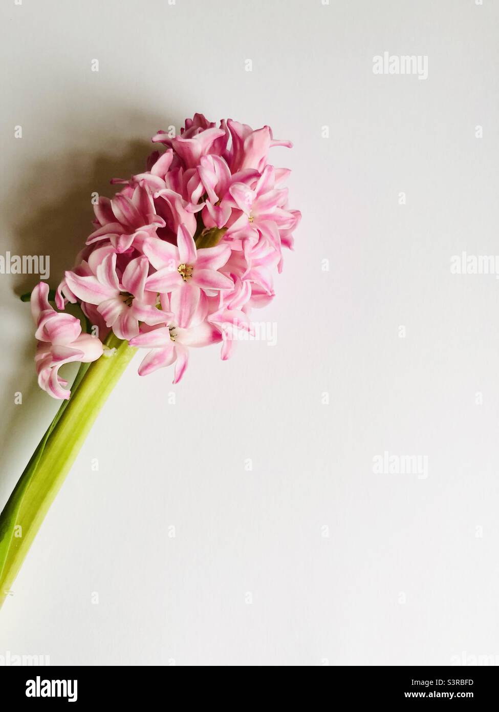 Springtime hyacinth flower - Smartphone Captured Stock Image