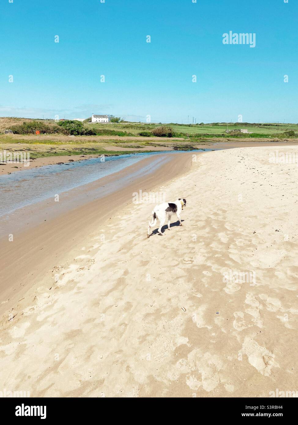 Aberffraw beach with a dog near the Chanel of water, Anglesey, North Wales, UK - Smartphone Captured Stock Image