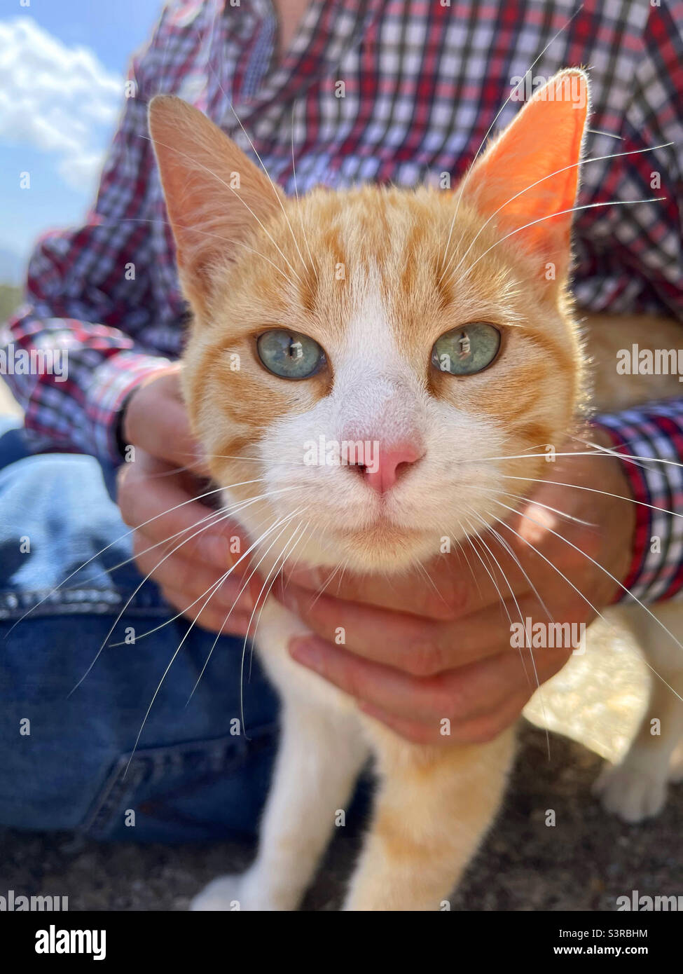 Hands holding a tabby and white cat looking at the camera. Close view. - Smartphone Captured Stock Image