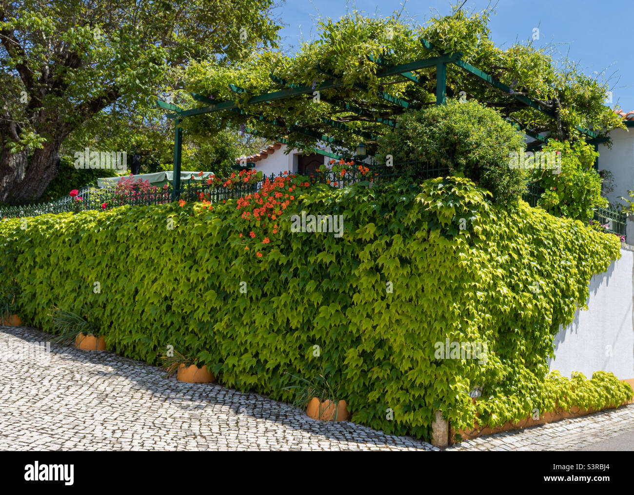 Grape ivy covers the wall of a garden, with flowers and tree - Smartphone Captured Stock Image
