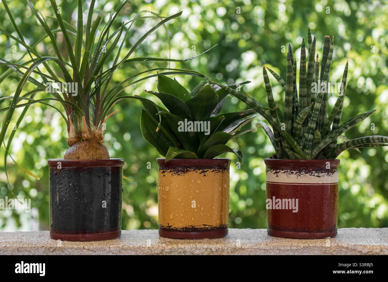 3 small potted plants enjoying the shade of the balcony as strong sunlight breaks through the leaves of a tree behind them. - Smartphone Captured Stock Image