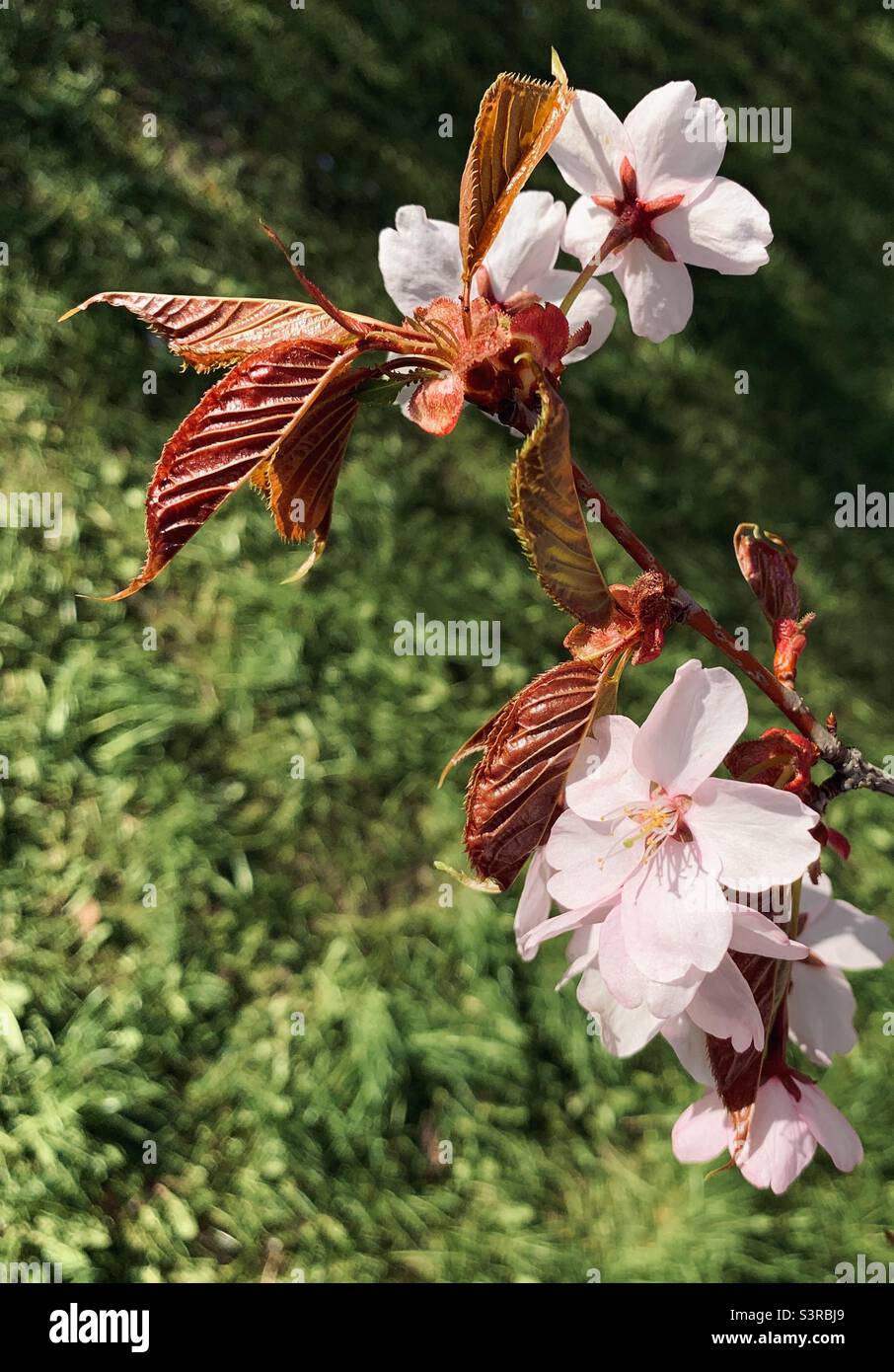 Cherry tree sakura bud blooming in spring - Smartphone Captured Stock Image