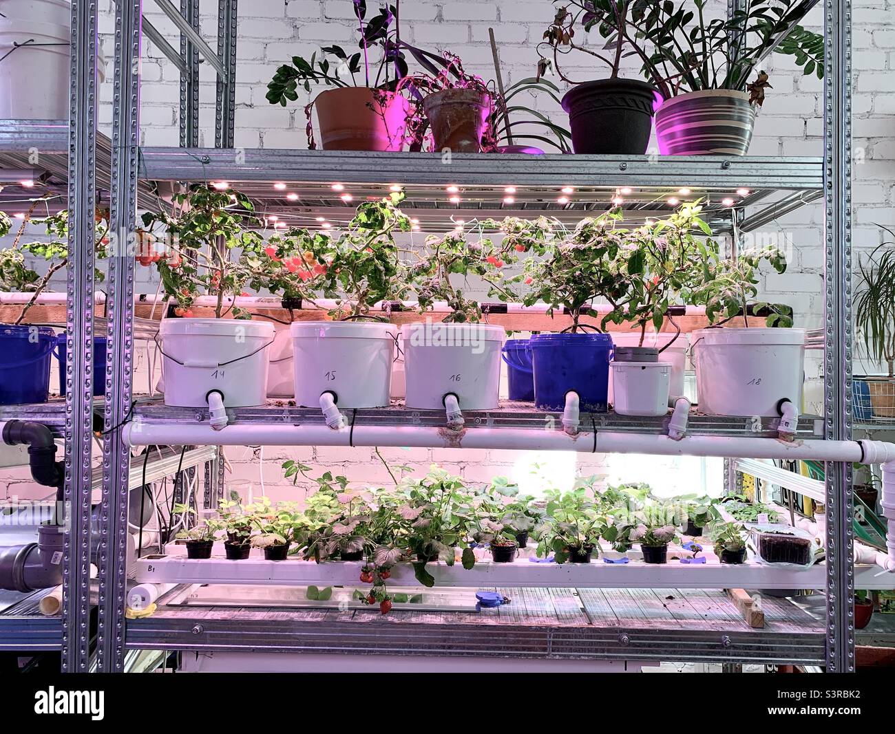 Indoor garden with vegetable pots under artificial light Stock Photo