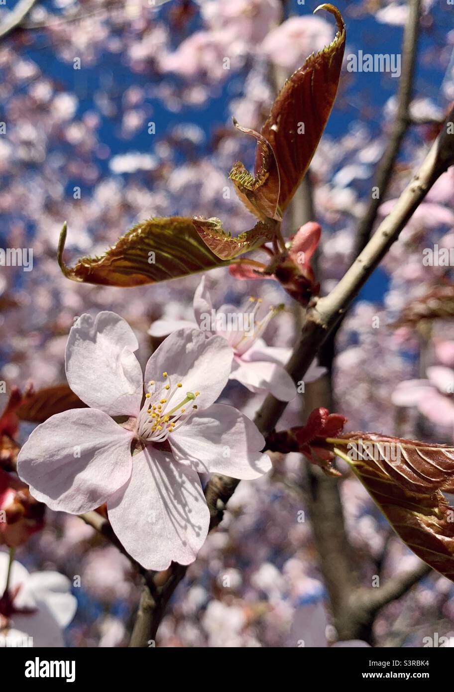 Cherry tree sakura bud blooming in spring - Smartphone Captured Stock Image