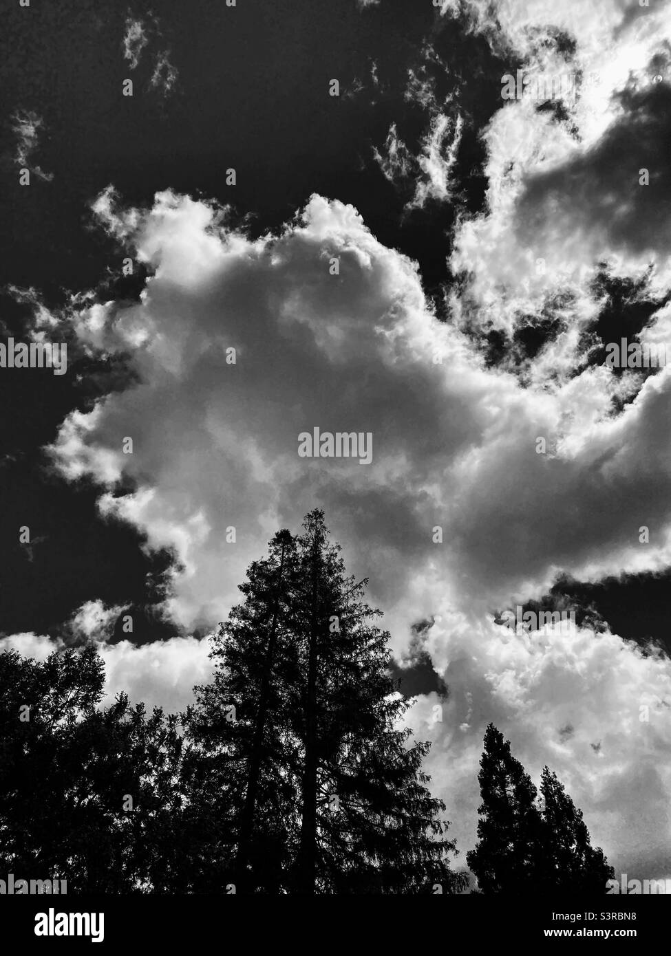 White, puffy clouds with trees in foreground, in black and white Stock Photo