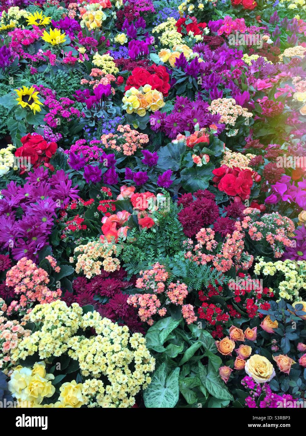 A collection of colourful summer flowers and plants Stock Photo Alamy