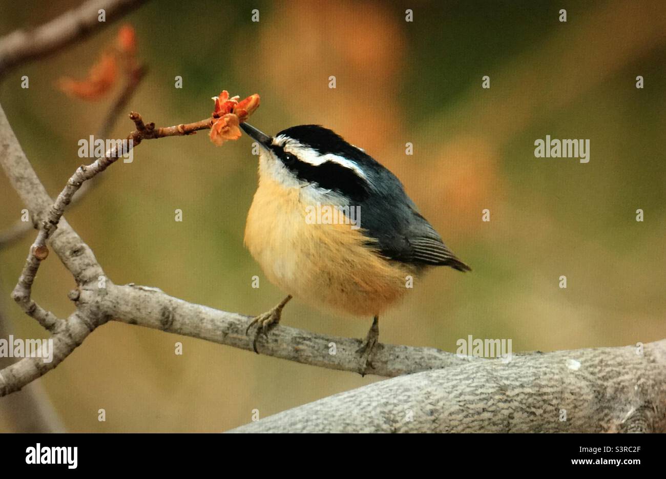 Backyard photography, North American , birds, Red breasted nuthatch, wildlife. Stock Photo