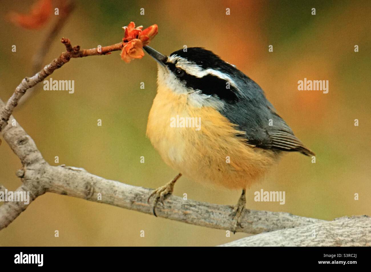 Backyard photography, North American , birds, Red breasted nuthatch, wildlife. Stock Photo