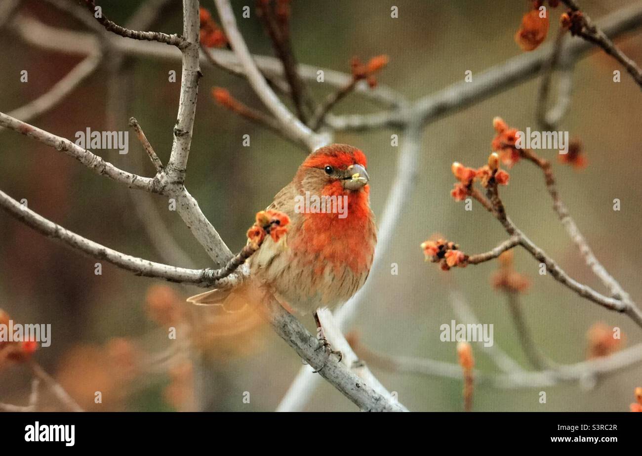 House finch, Bird photography, birder, birding, Backyard photography, North American , birds, wildlife. House finch, early spring Stock Photo