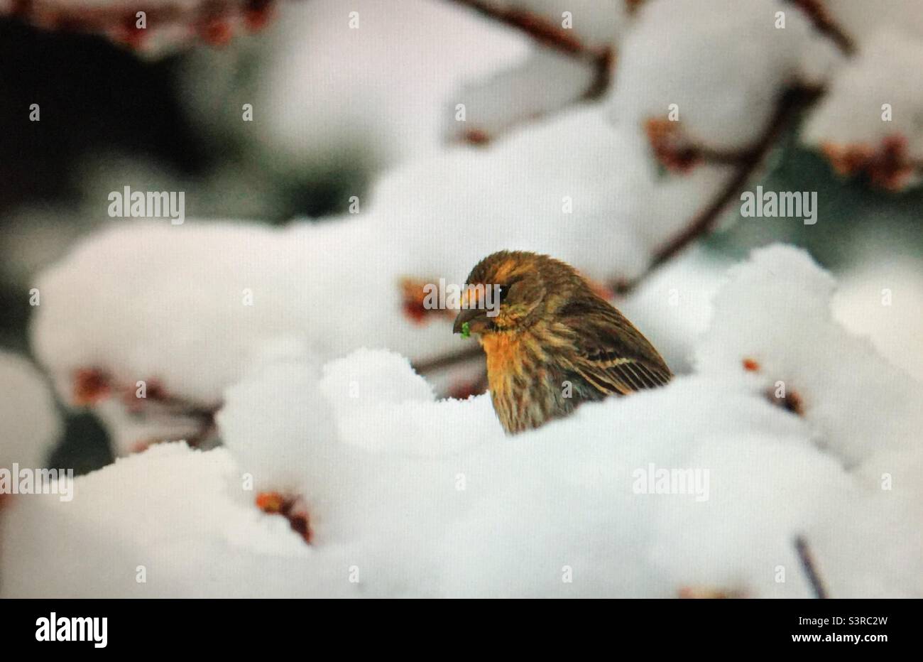 House finch, Bird photography, birder, birding, Backyard photography, North American , birds, wildlife. House finch, early spring, snow - Smartphone Captured Stock Image House finch, Bird photography, birder, birding, Backyard photography, North American , birds, wildlife. House finch, early spring, snow - Smartphone Captured Stock Image