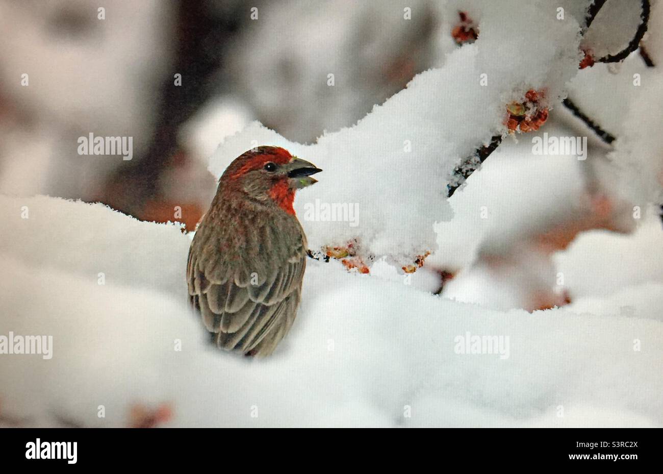 House finch, Bird photography, birder, birding, Backyard photography, North American , birds, wildlife. House finch, early spring, snow Stock Photo