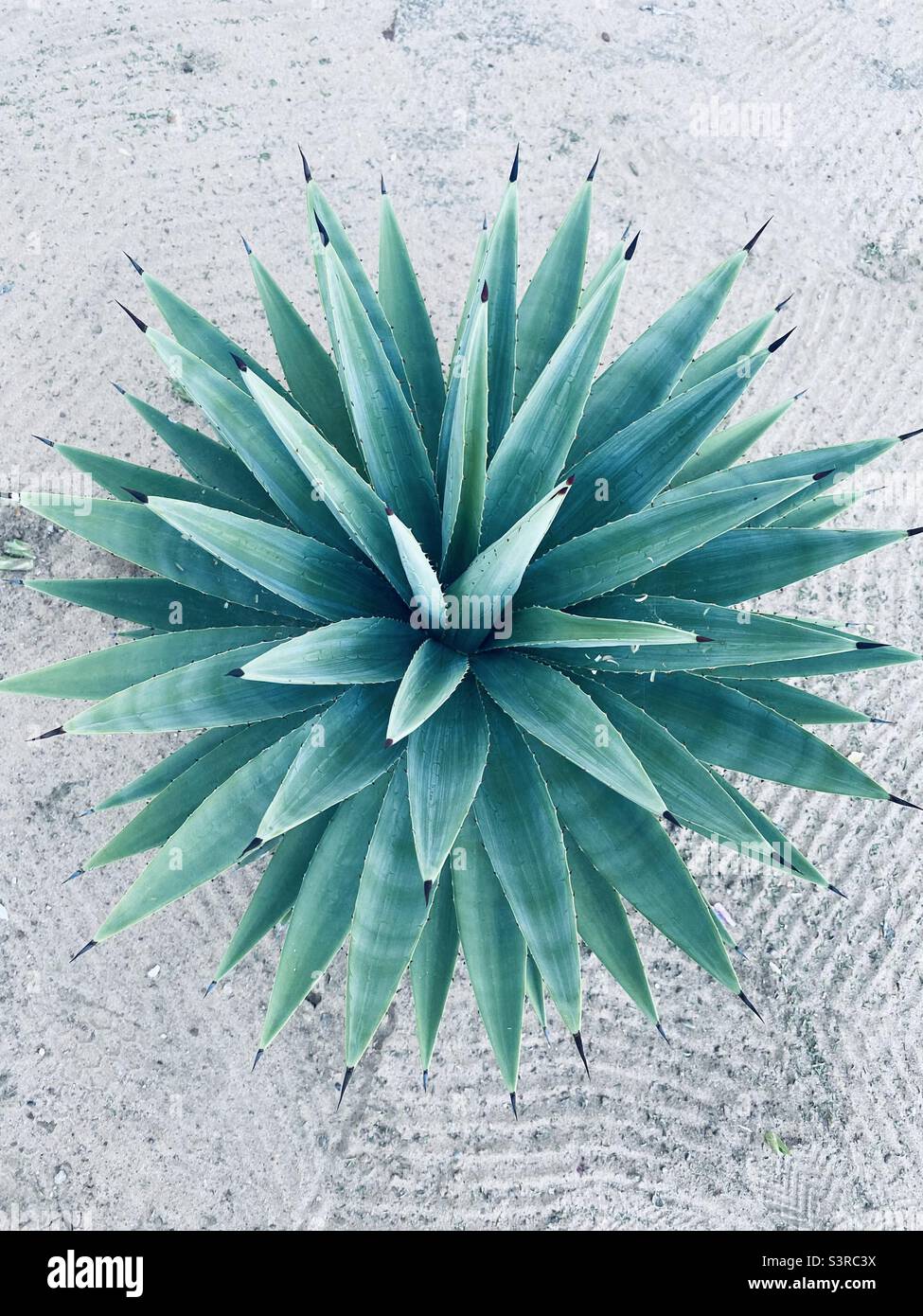 Prickly succulent Botswana, Africa Stock Photo Alamy