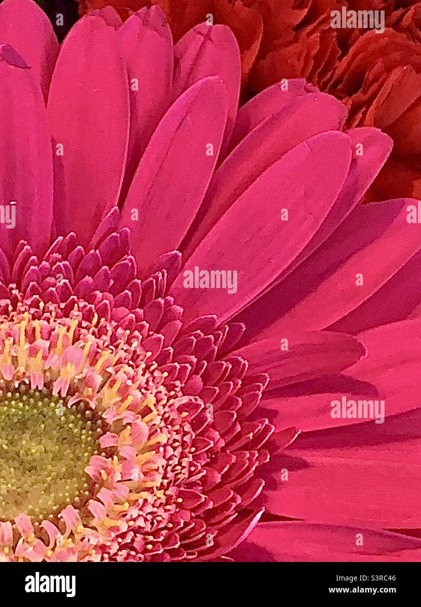 Closeup of Bright Pink Daisy - Smartphone Captured Stock Image