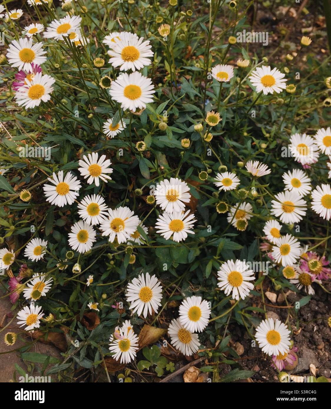 Daisy’s in bloom in London Stock Photo