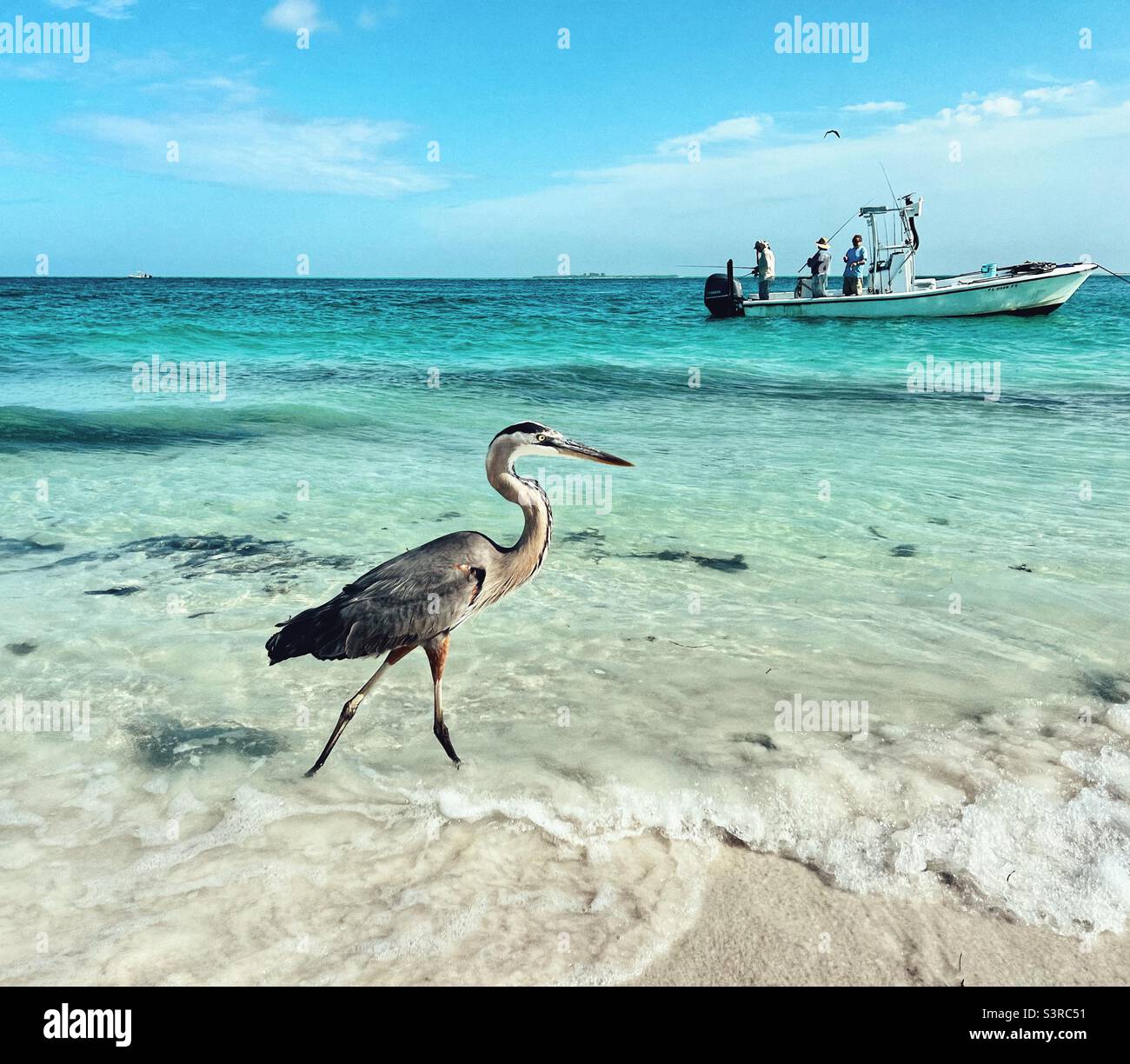 Heron on Bean Point Beach on Anna Maria island in Florida - walking through the water watching the fishermen on the boat - Smartphone Captured Stock Image