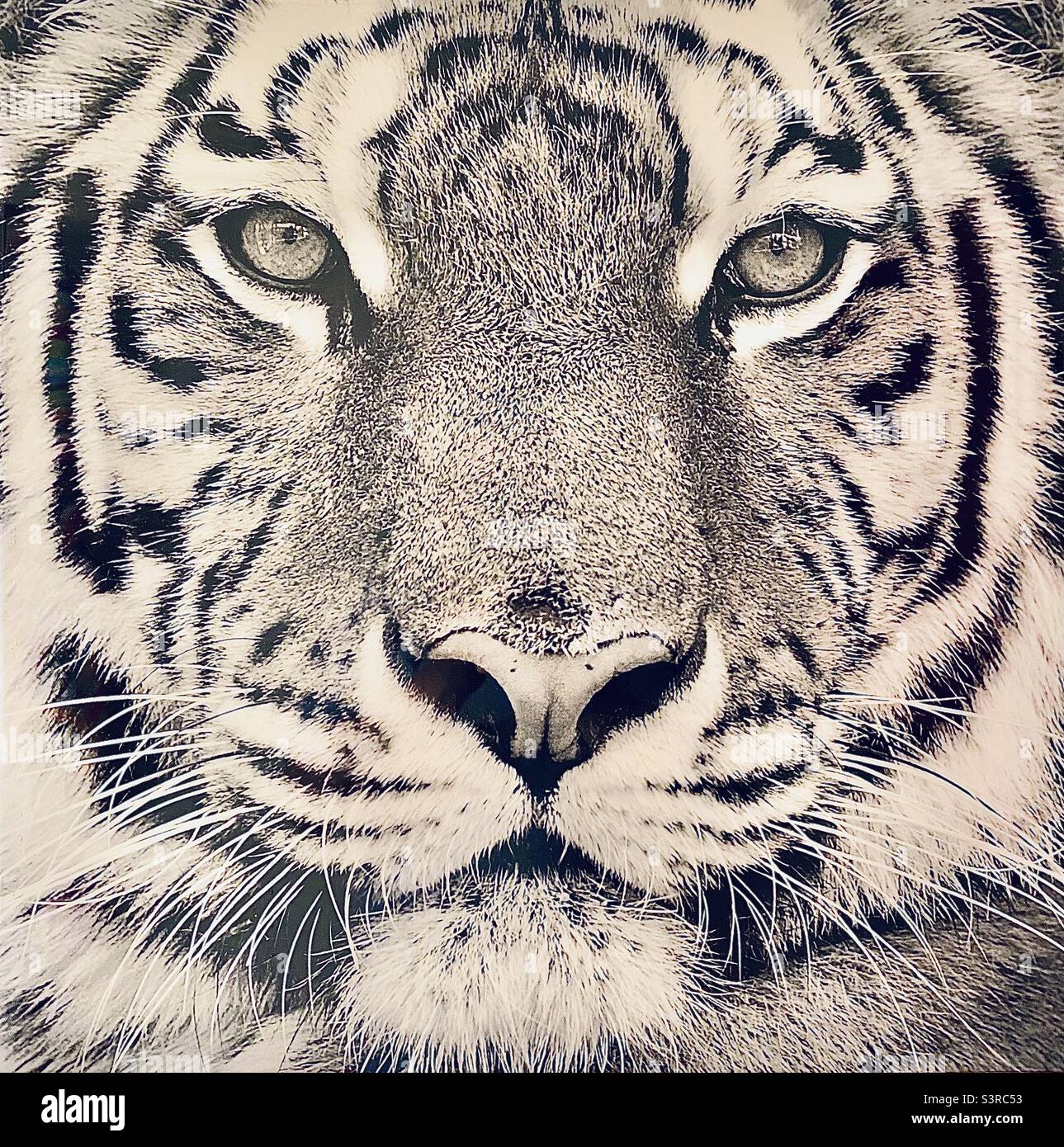 Eye of the tiger! Stock Photo Alamy