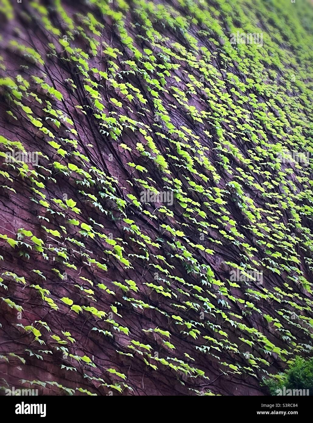 Ivy covered brick wall, New York City, 2022, United States - Smartphone Captured Stock Image