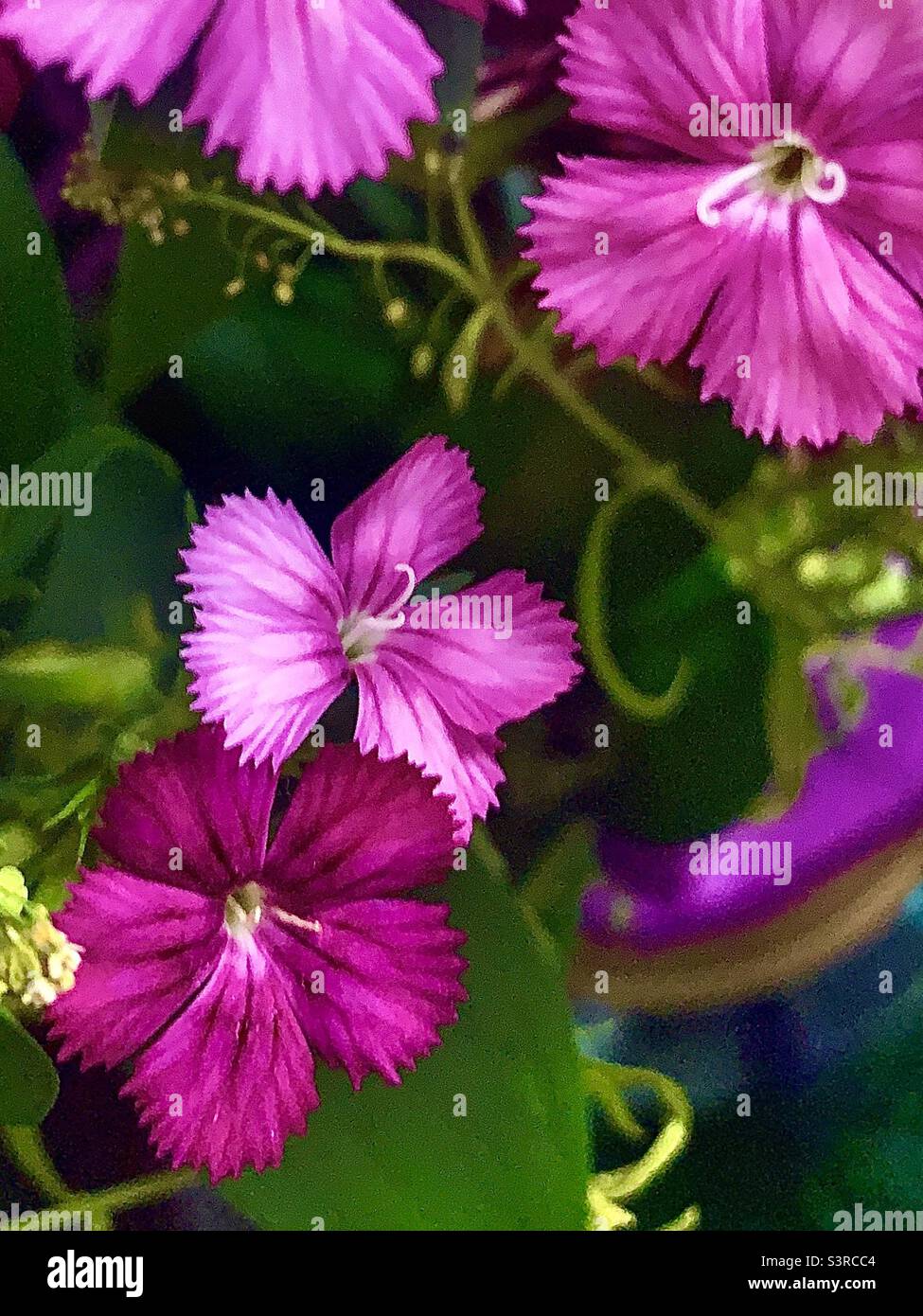 Bright pink flowers with green leaves in colorful vase - Smartphone Captured Stock Image