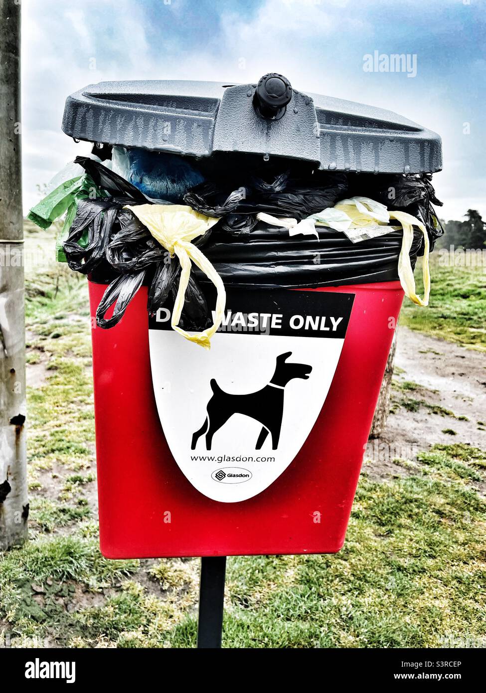 Over full dog waste bin Stock Photo Alamy