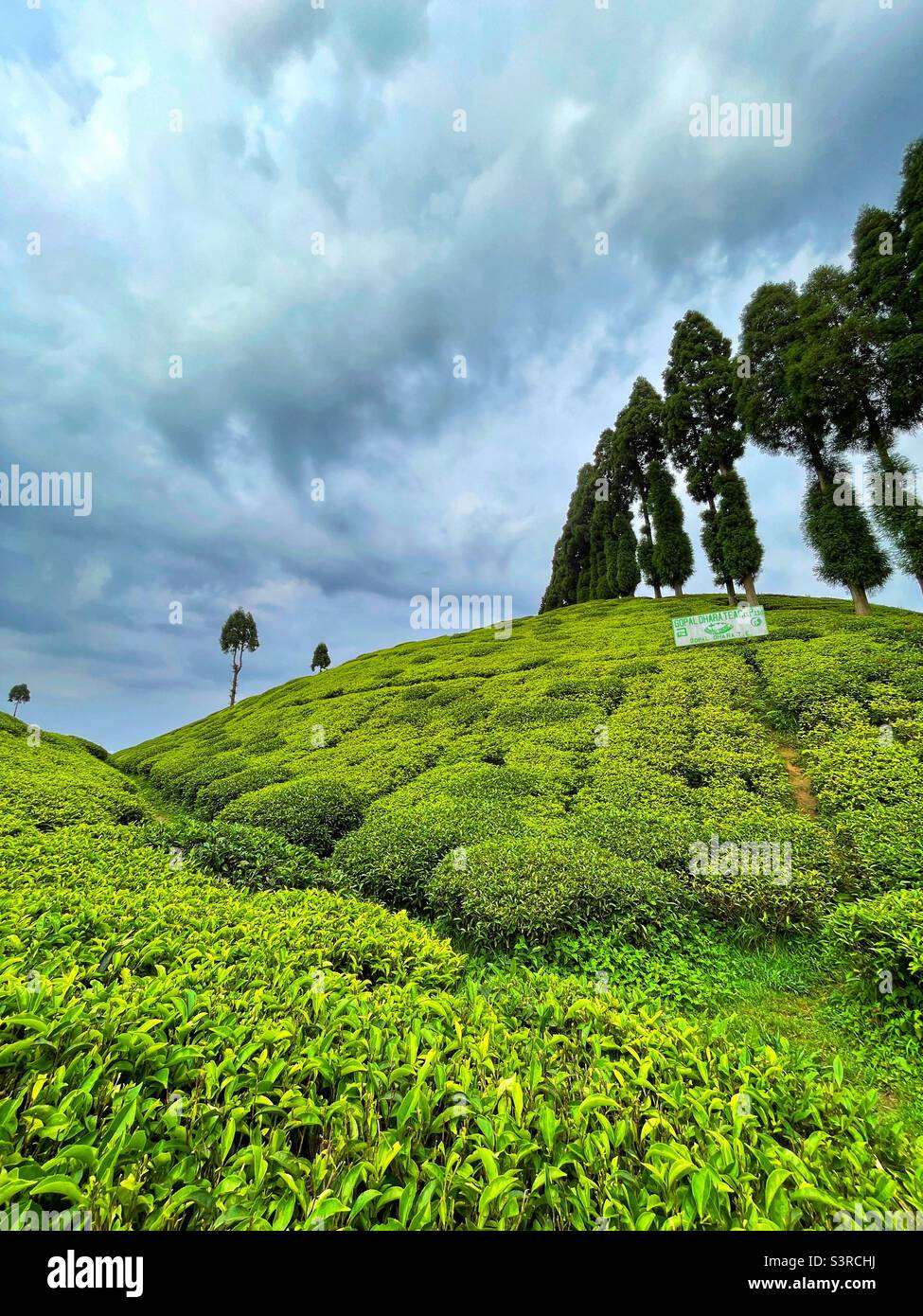 Tea Garden in Darjeeling West bengal, India Stock Photo - Alamy
