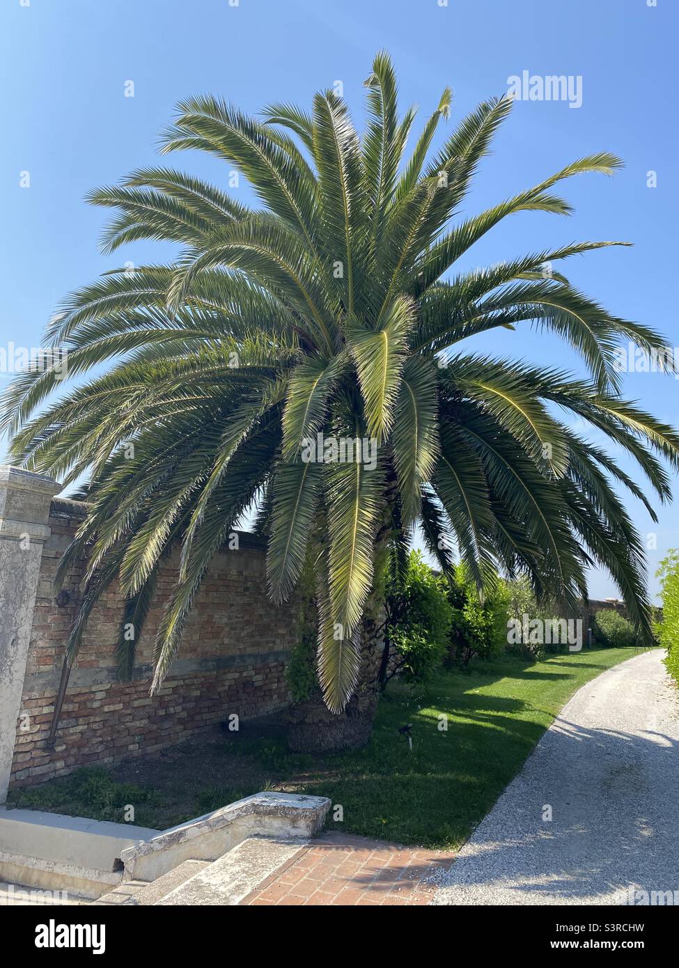 Palm tree Venice Stock Photo Alamy