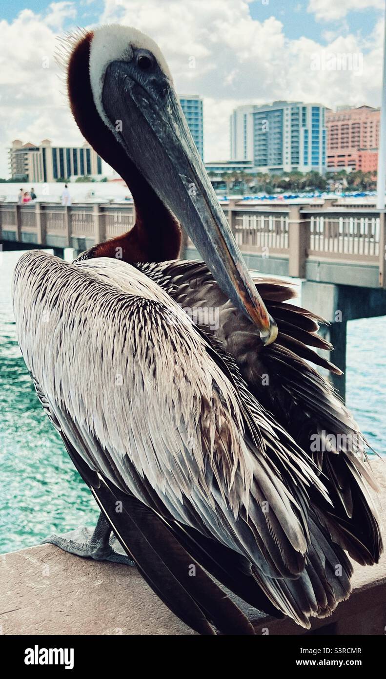 Brown Pelican sitting on The Pier on Clearwater Beach in Florida Stock Photo