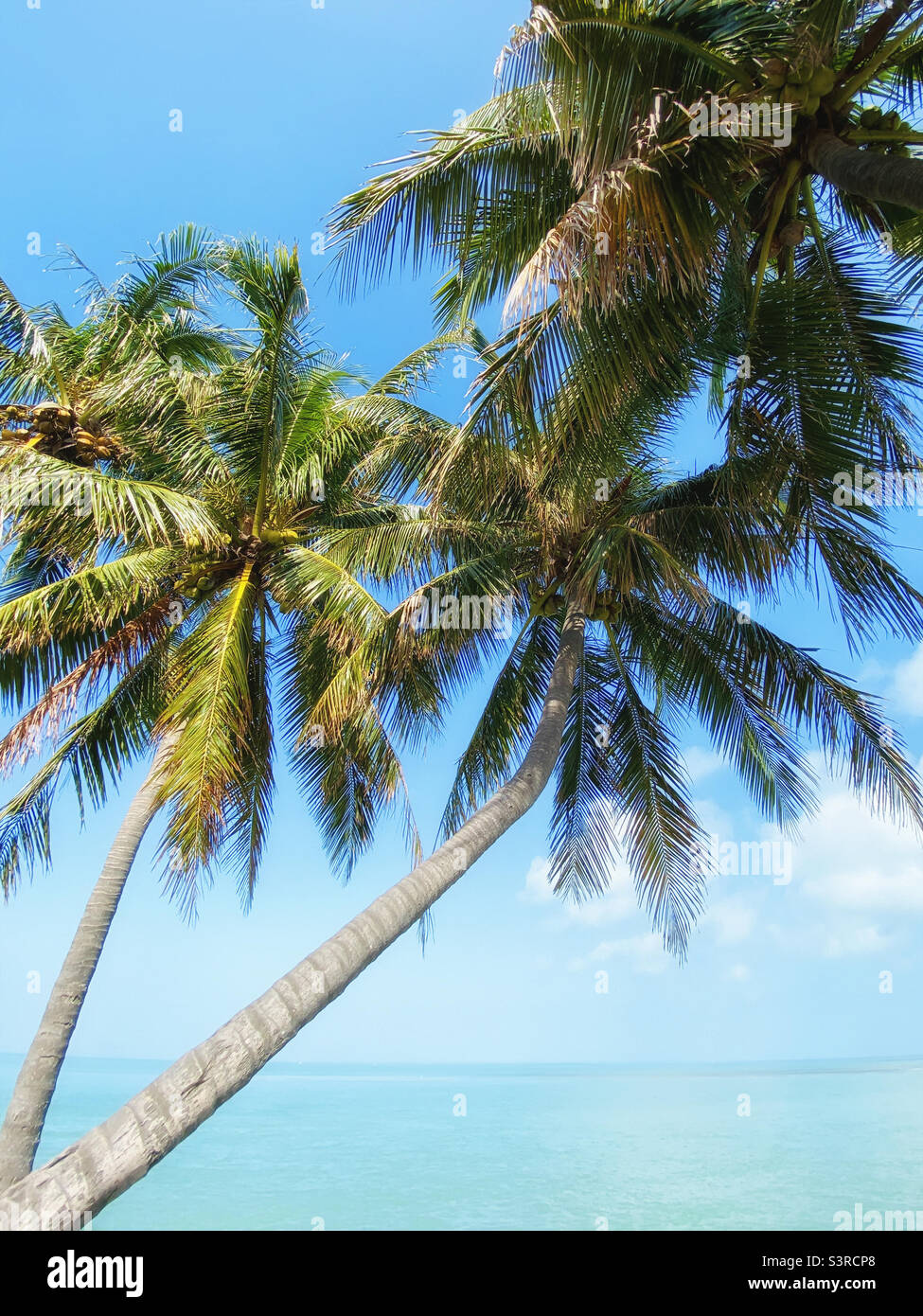 Coconut trees by ocean - Smartphone Captured Stock Image