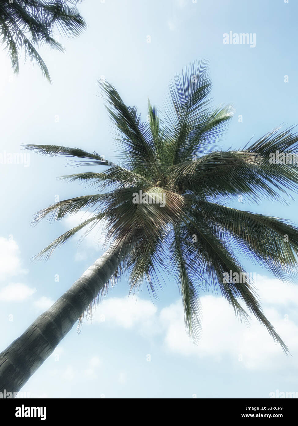 Low angle of palm tree - Smartphone Captured Stock Image