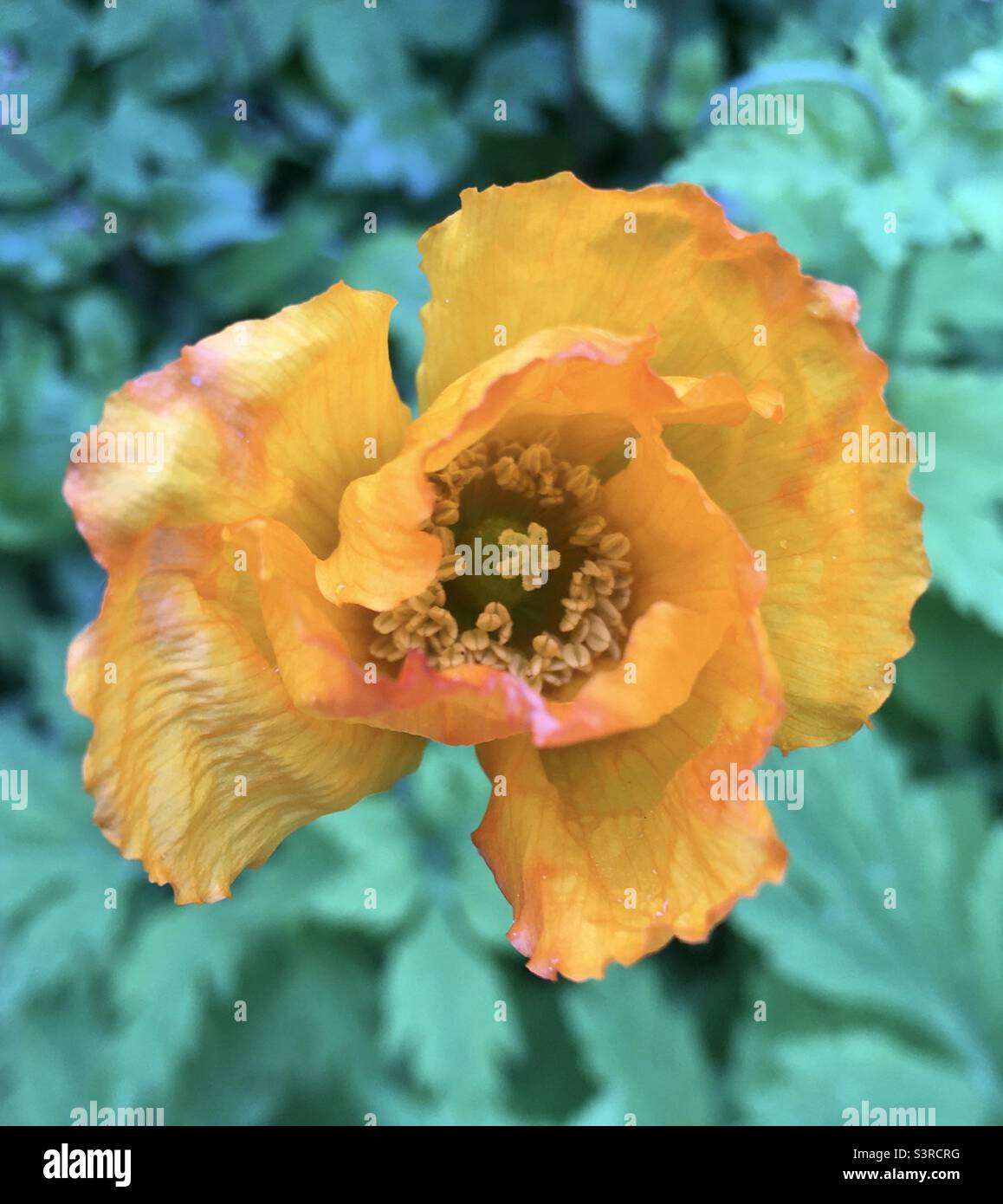Flower, orange, green, red, yellow, garden, light, energy, chi, peace - Smartphone Captured Stock Image