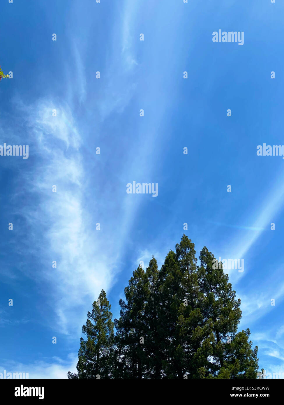 Blue sky with clouds over redwood trees - Smartphone Captured Stock Image