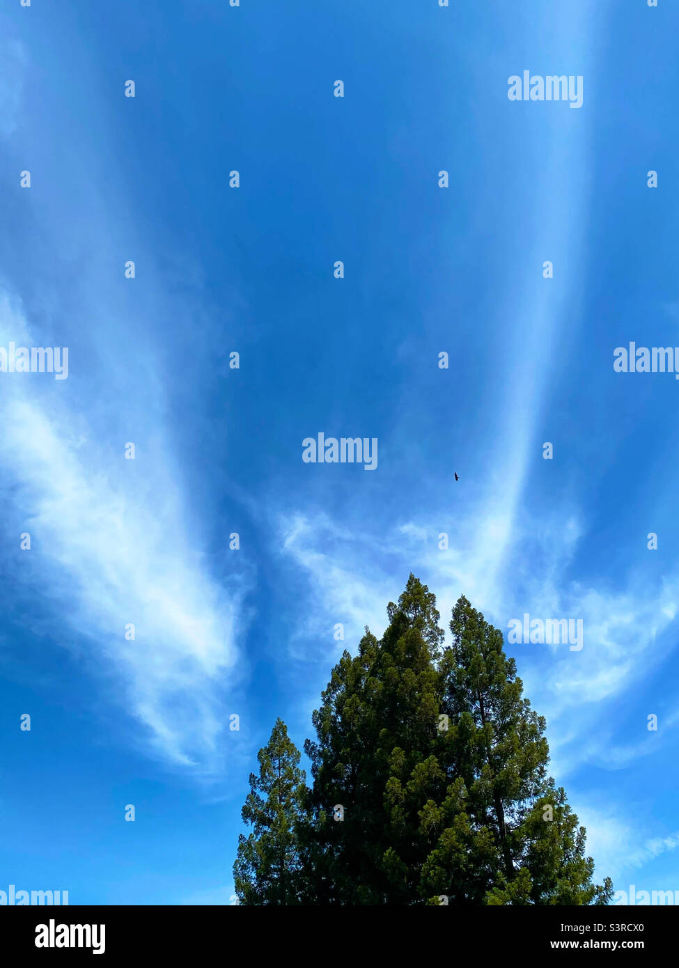 Blue sky with clouds over redwood trees - Smartphone Captured Stock Image