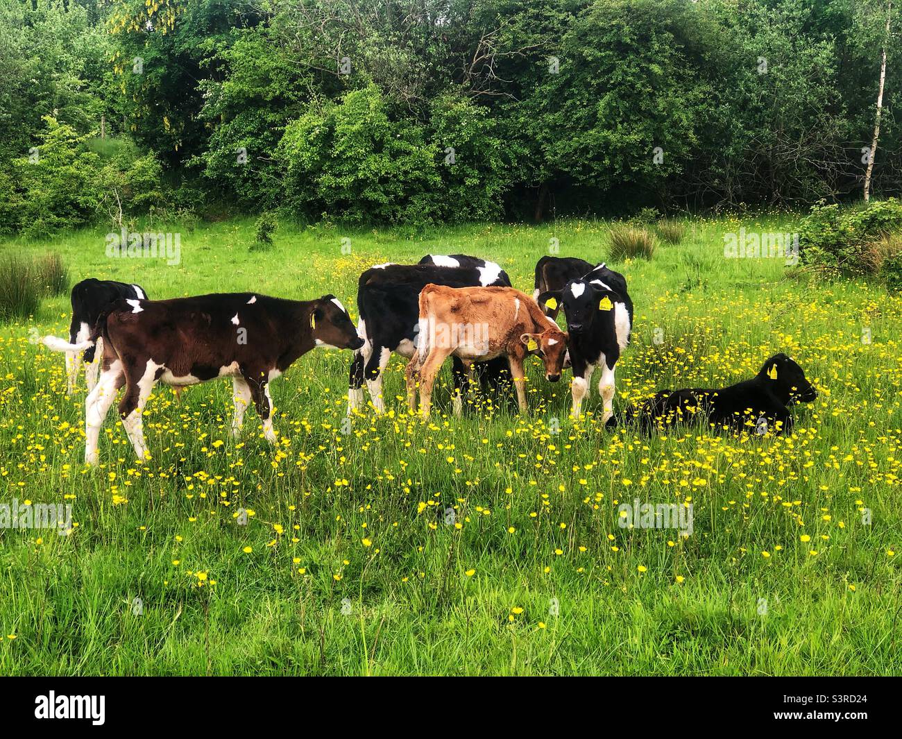 Dairy cows in buttercup field, Lakeside Country Park, Eastleigh Hampshire UK. Spring 2022 - Smartphone Captured Stock Image