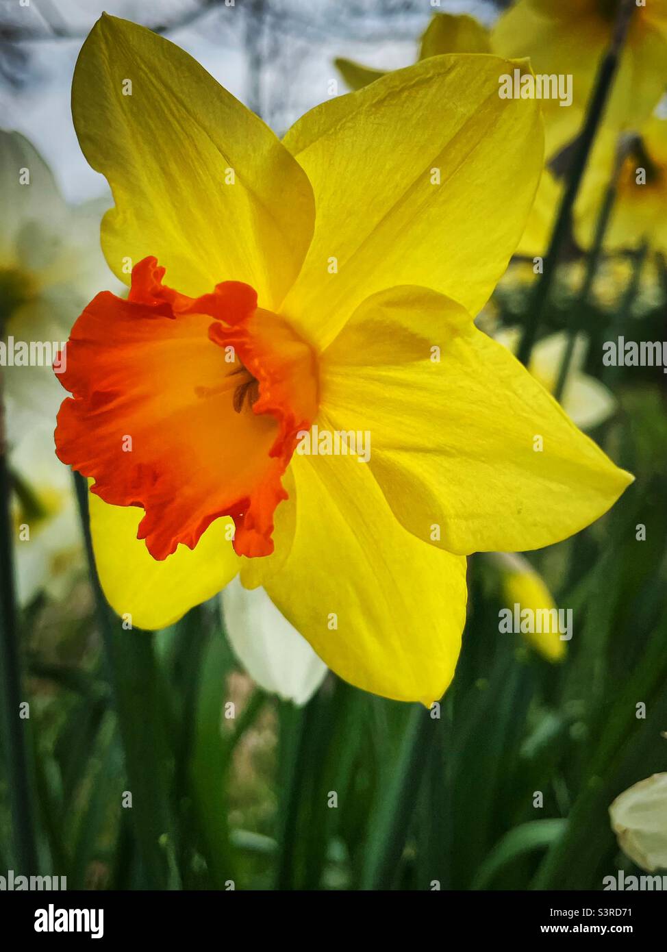 ‘The first signs of Spring’ a daffodil lights up as it announces Spring