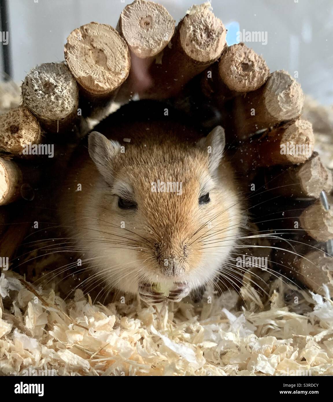 Gerbil eating some food under wooden arch Stock Photo