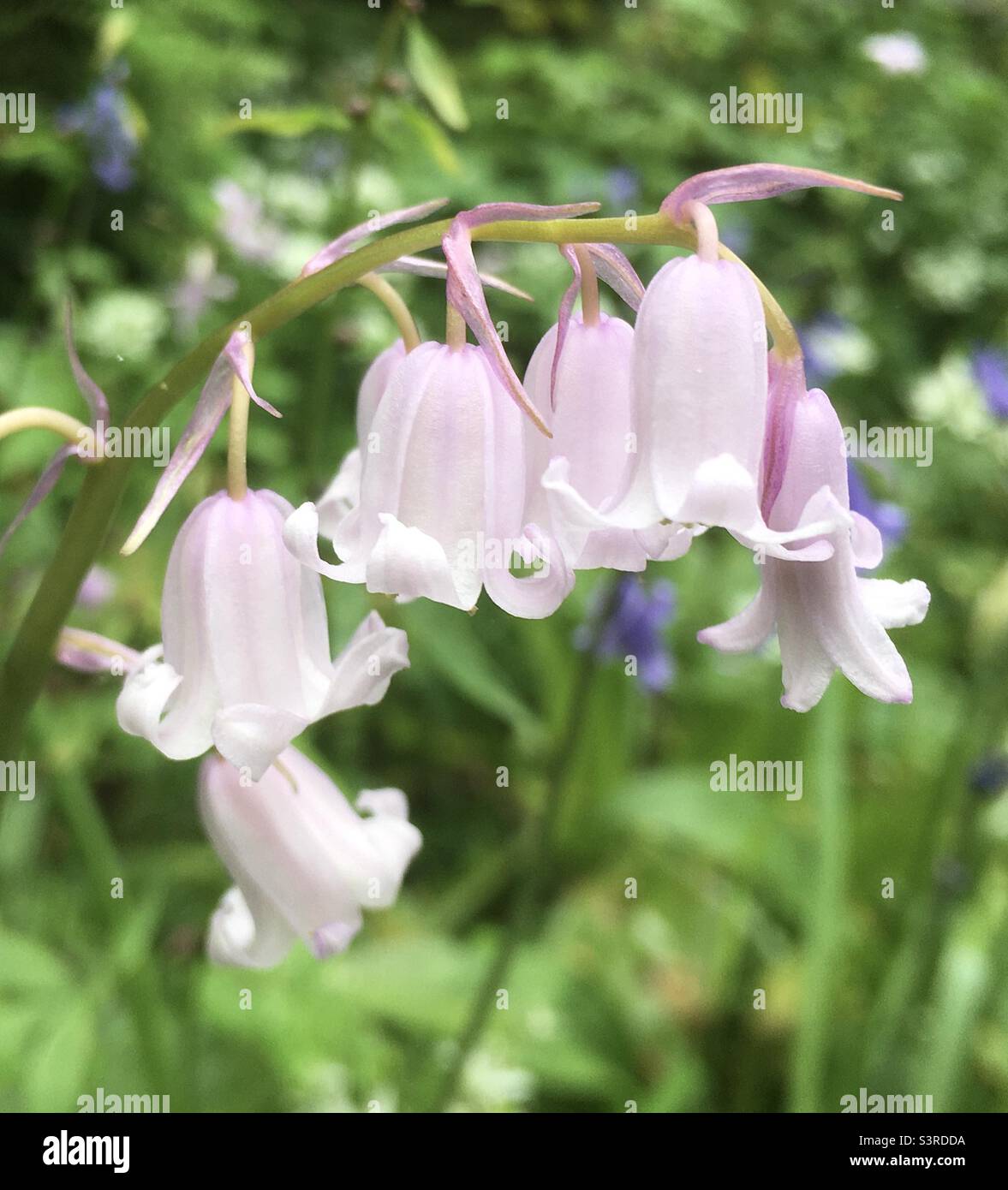 Flowers, gentleness, pink, white, green, garden, nature Stock Photo