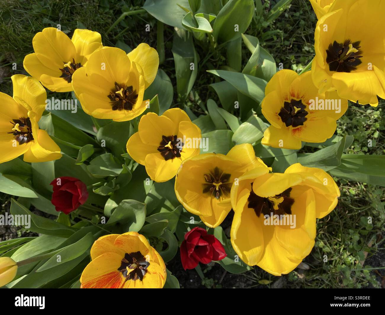 Bright yellow single tulips - Smartphone Captured Stock Image