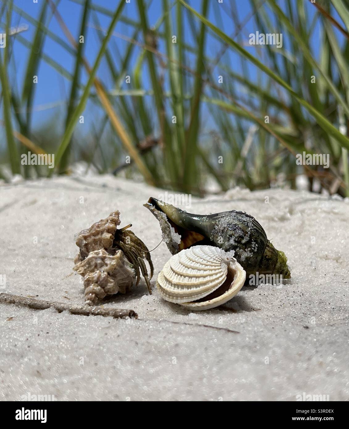 Seashells on white sand beach - Smartphone Captured Stock Image