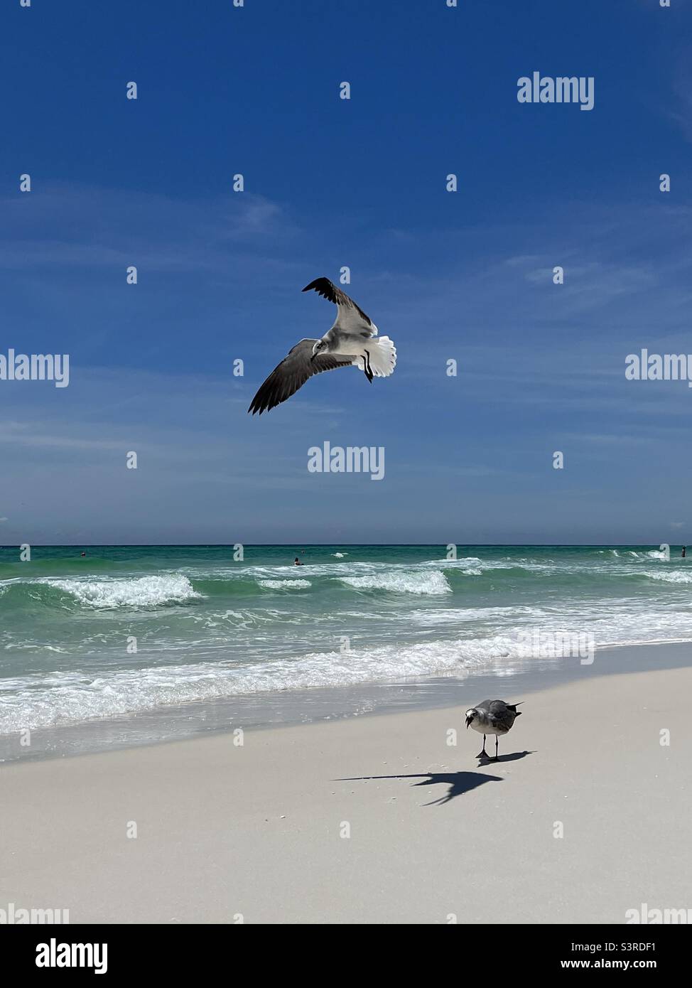 Florida beach with seagulls and shadows on sand Stock Photo