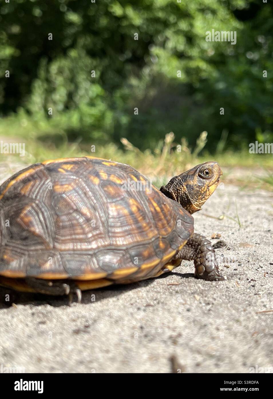 Young box turtle Stock Photo