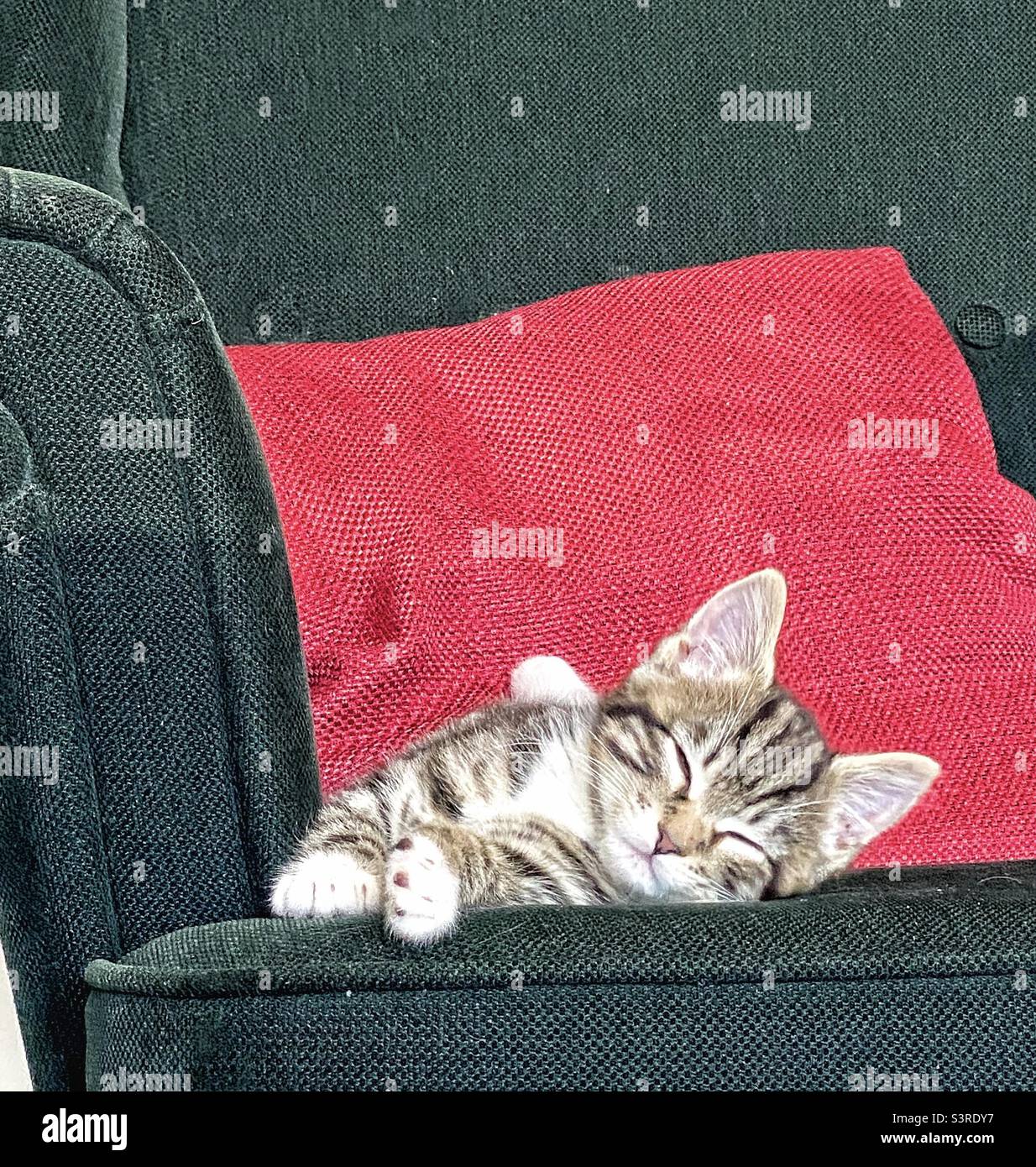 Sleeping kitten - Smartphone Captured Stock Image