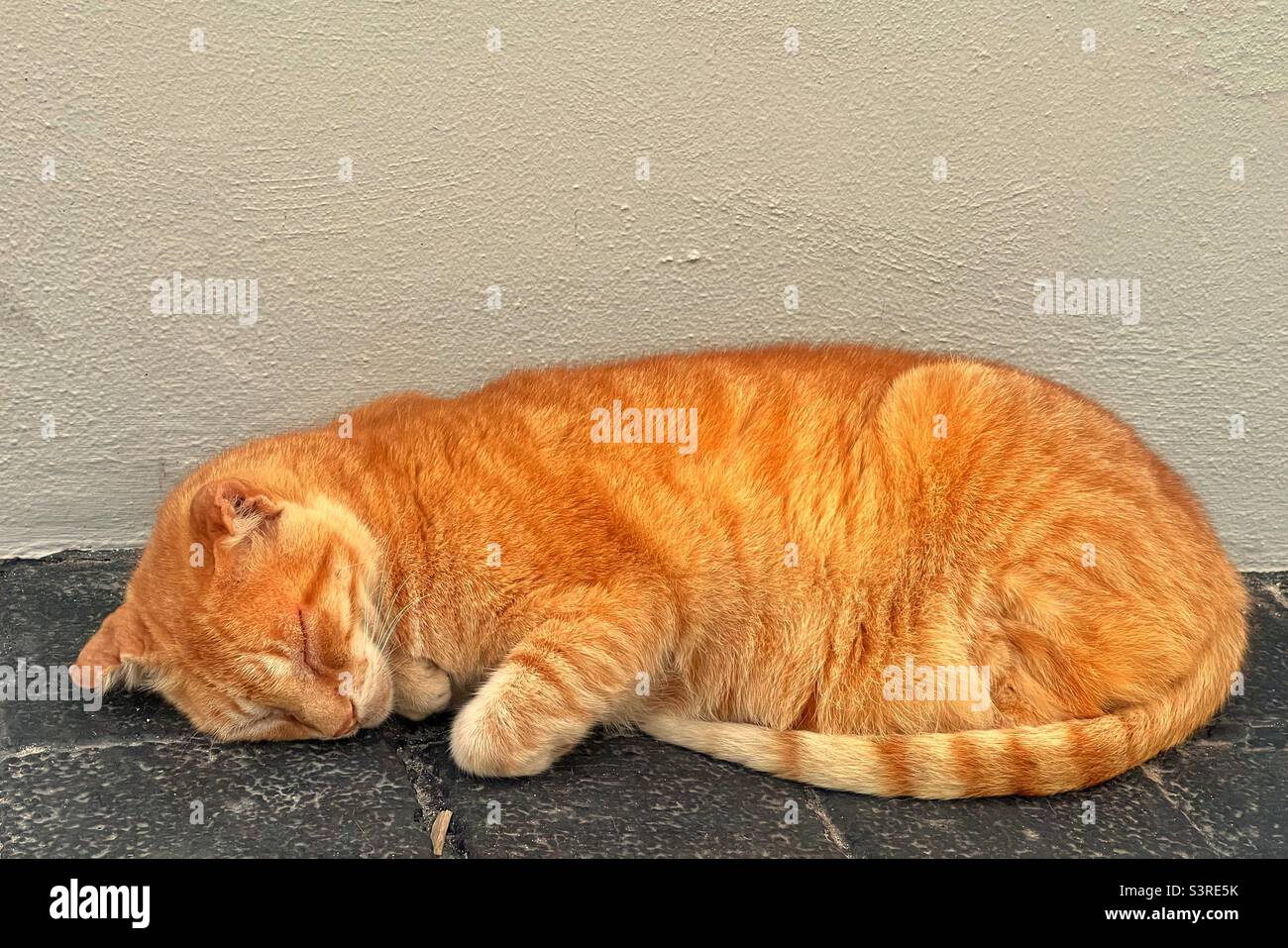 Sleeping ginger cat Stock Photo Alamy