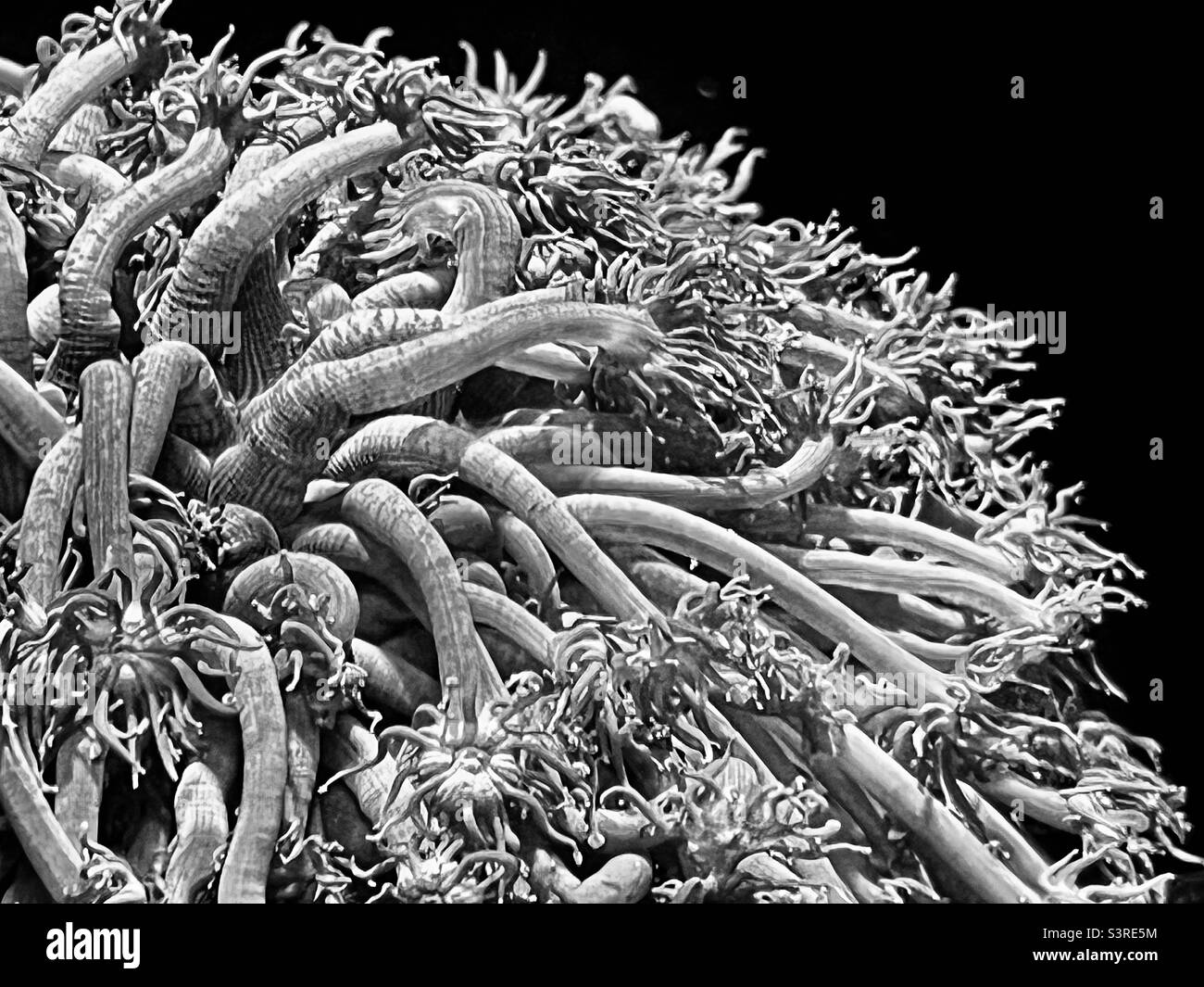 Flower Pot Coral In black and white Stock Photo